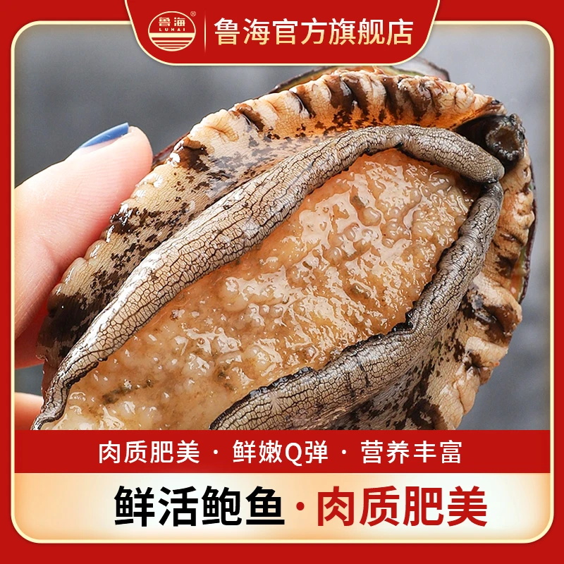 LUHAI/鲁海烟台鲜活鲍鱼山东发货50-100g/个 优质保鲜不保活新鲜