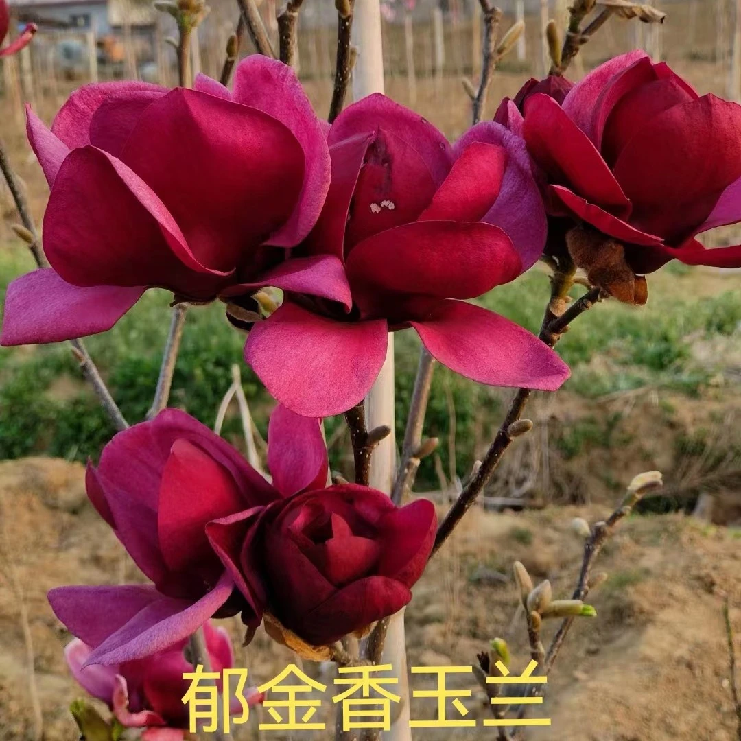 郁金香玉兰三季开花新品种玉兰室内外盆栽地栽庭院基地直供批发