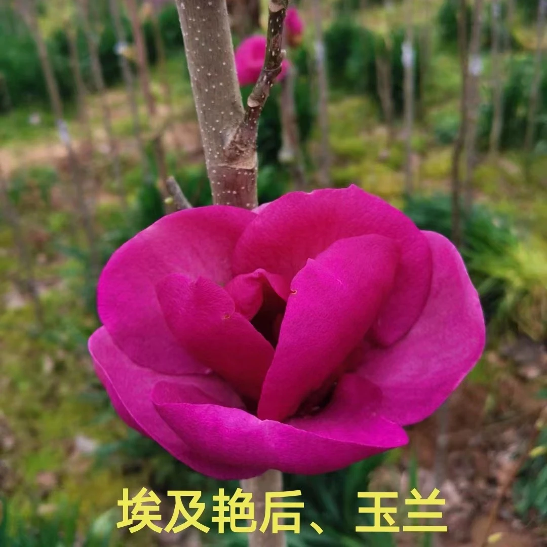 埃及艳后(荷韵)玉兰多季开花新品种盆栽地栽庭院基地直供批发