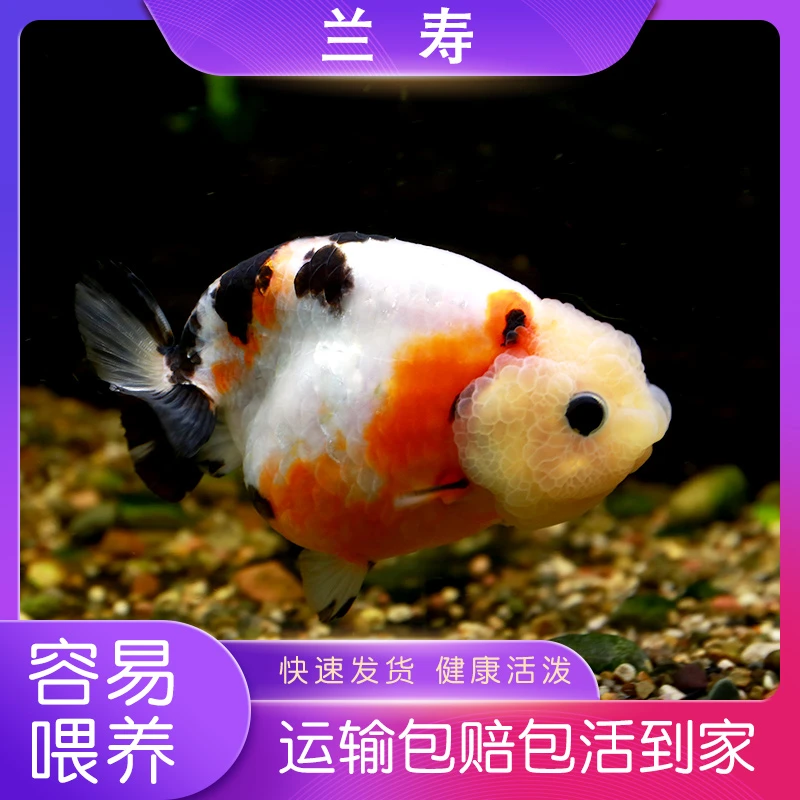 诺比诺小红草金鱼活体红色锦鲫兰寿珍珠小型观赏鱼淡水鱼冷水鱼
