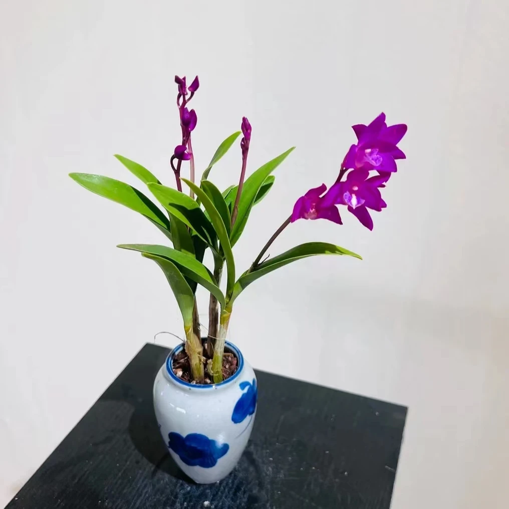 香水石斛兰带手绘盆器室内绿植盆栽养护桌摆养护遮光养殖生长植株