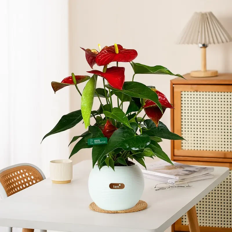 【红掌】好养植物四季开花左右室内好养护办公桌面红色植物