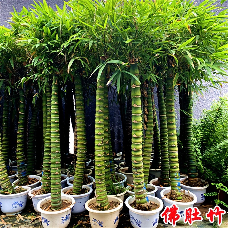 绿植花卉庭院室外大型佛肚竹盆栽 罗汉竹盆栽室内观赏竹 竹子植物