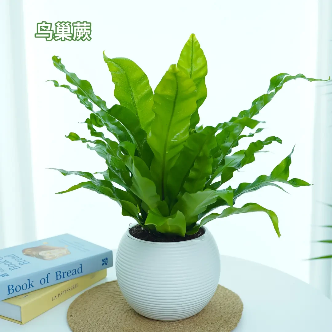 鸟巢蕨盆展叶鸟巢的盆栽电视柜绿植室内植物空气净化盆栽好养殖