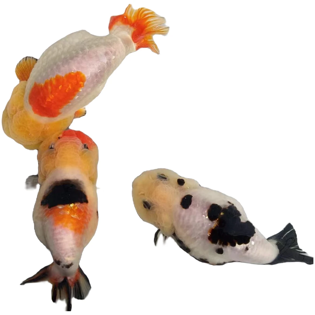 金鱼观赏鱼碟尾珍珠水泡兰寿苗（尺寸以直播为准）好养鱼活体