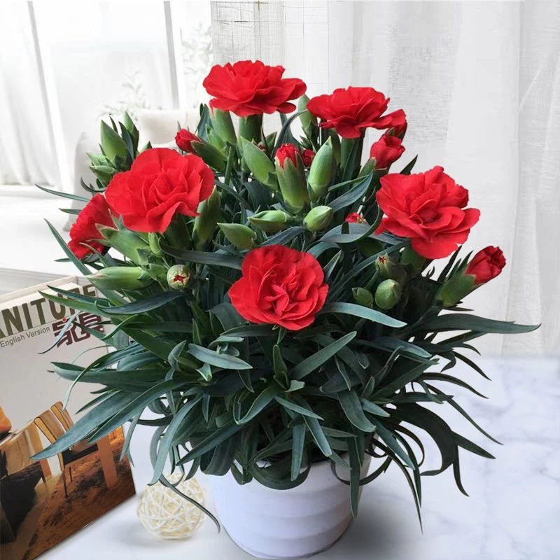 康乃馨高端盆景盆栽带花苞石竹花绿色四季开花室内阳台客厅绿植好