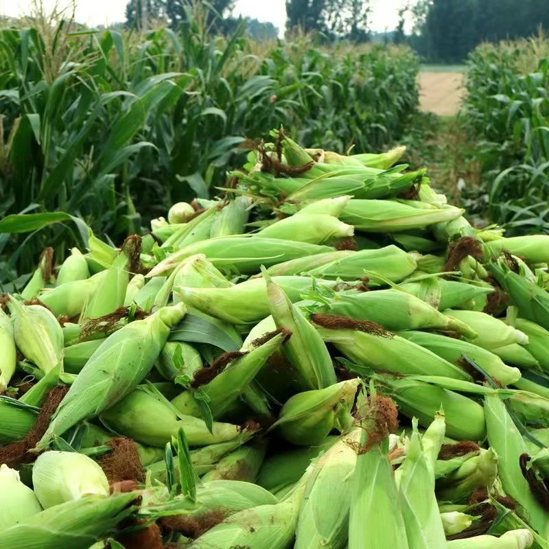 (次日达)广西蜂糖白糯玉米高山甜糯玉米籽粒饱满去头去尾4-5个(顺丰包邮)