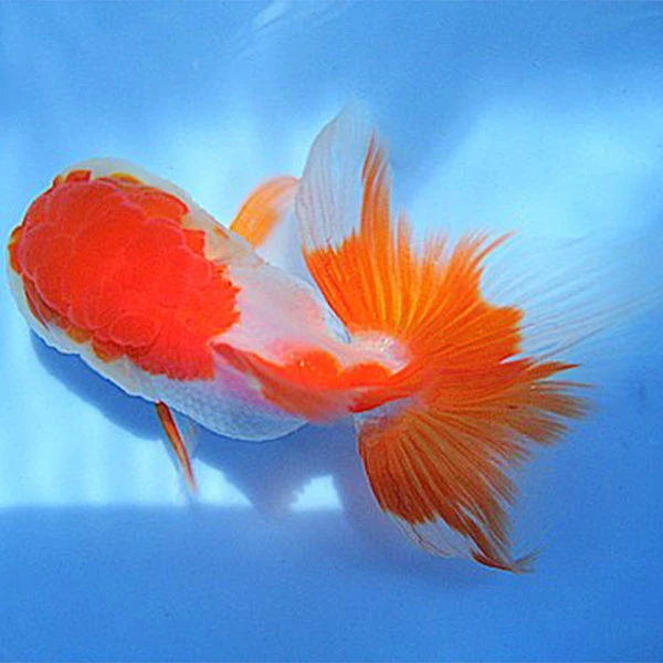 （不包邮）猪猪--芳芳兰寿金鱼水族观赏鱼