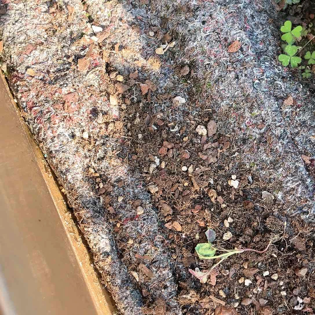 多肉植物捧花美尻22