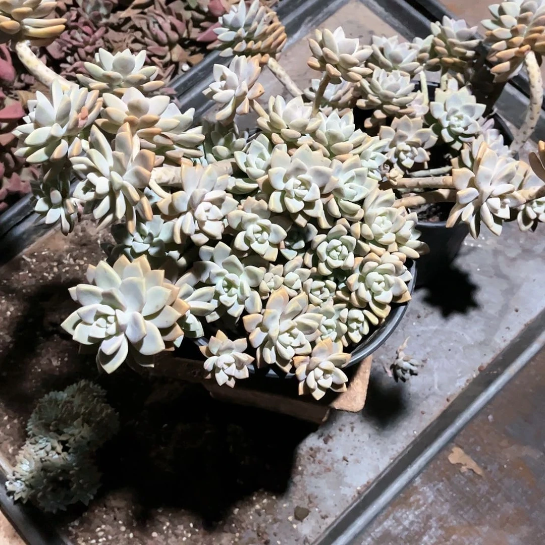 多肉植物淡雪幽灵公主16.66