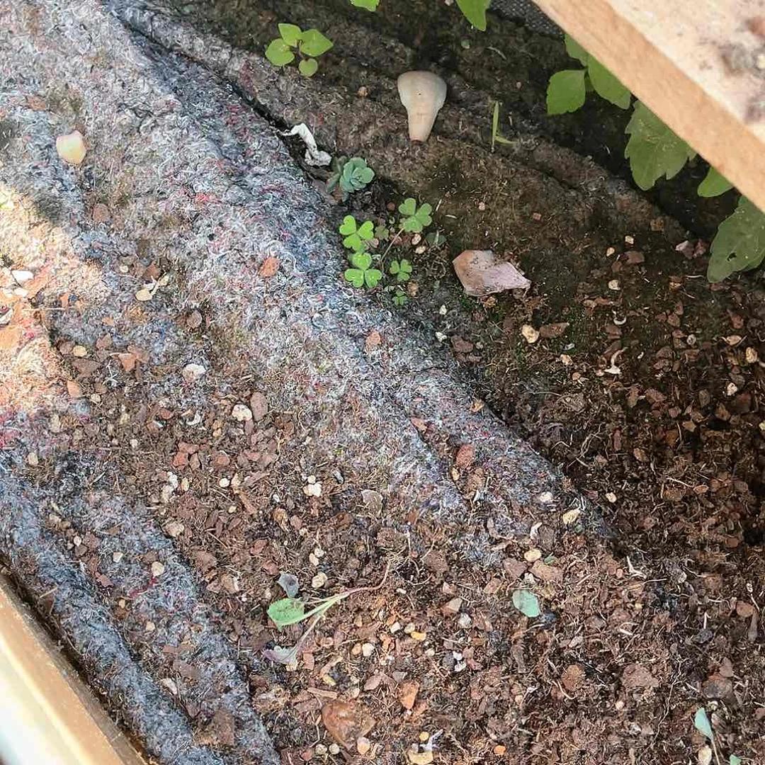 多肉植物捧花美尻22