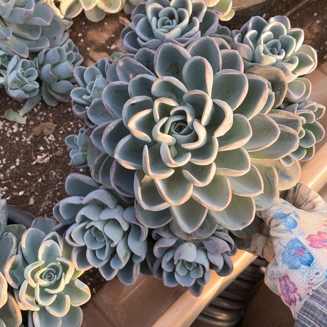 多肉植物多头美尻22
