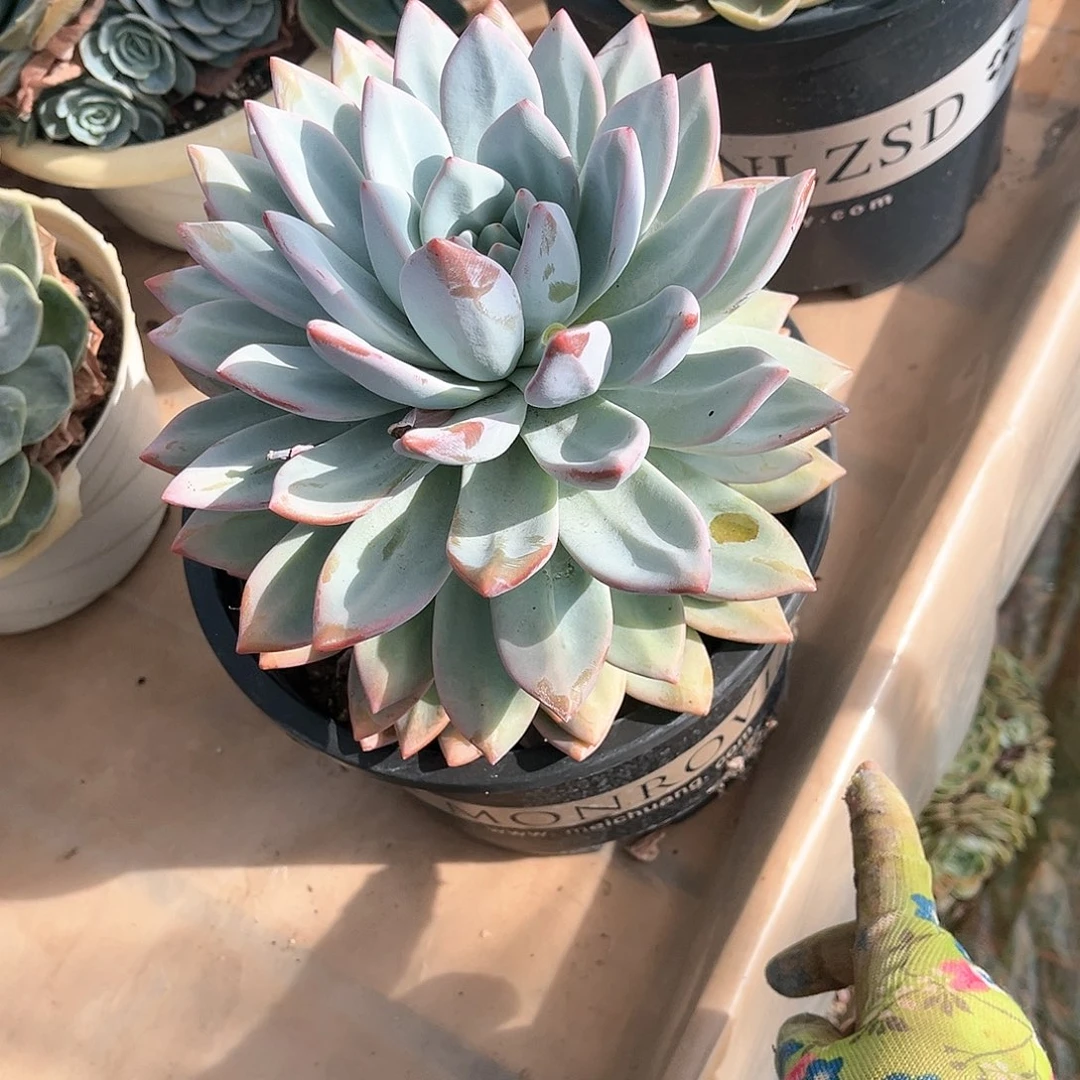 多肉植物粉蓝鸟杂40