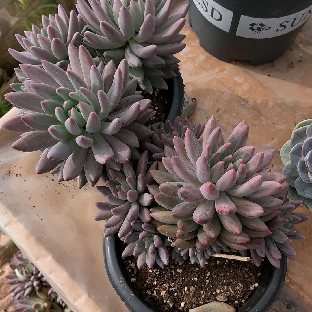 多肉植物多头无砍红蜻蜓45