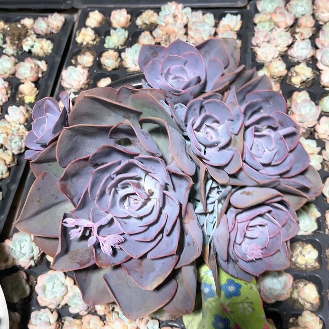 多肉植物尘埃玫瑰39.88