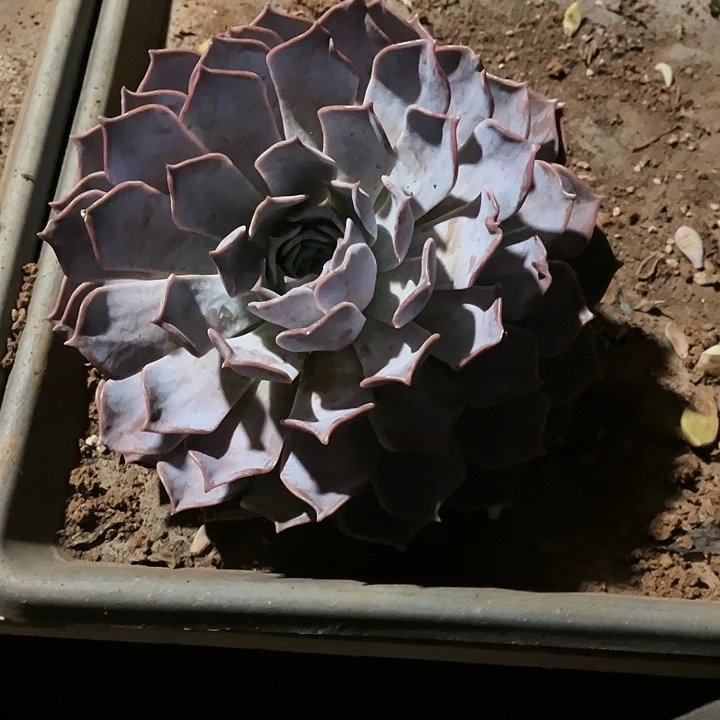 多肉植物露西娜21