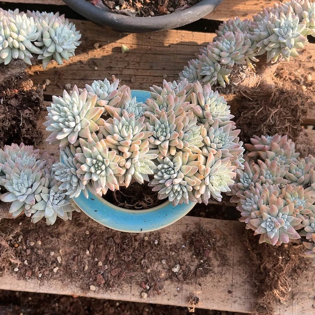 多肉植物老桩白菊18