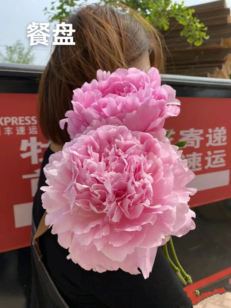 荷兰进口芍药～餐盘 巨大花朵 花瓣丰富不凌乱 明亮的粉色显高级