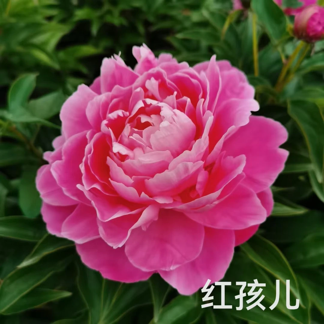 红孩儿 观赏芍药新品种 色泽鲜艳 成花率高 适合盆栽地栽耐寒耐旱