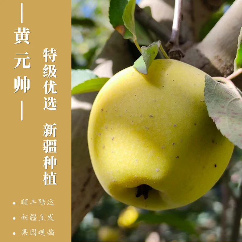 疆来甄果-黄元帅苹果新疆顺丰陆运直发甄选优质好果新鲜当季
