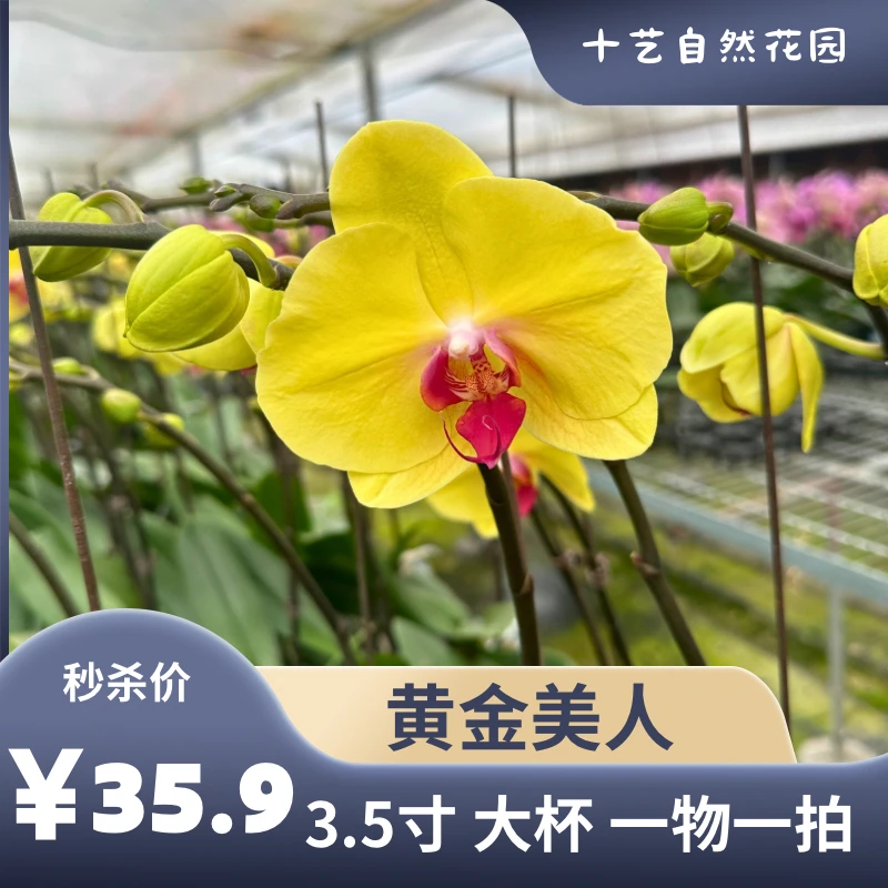 【黄金美人3.5寸双梗】十艺自然花园 蝴蝶兰花卉