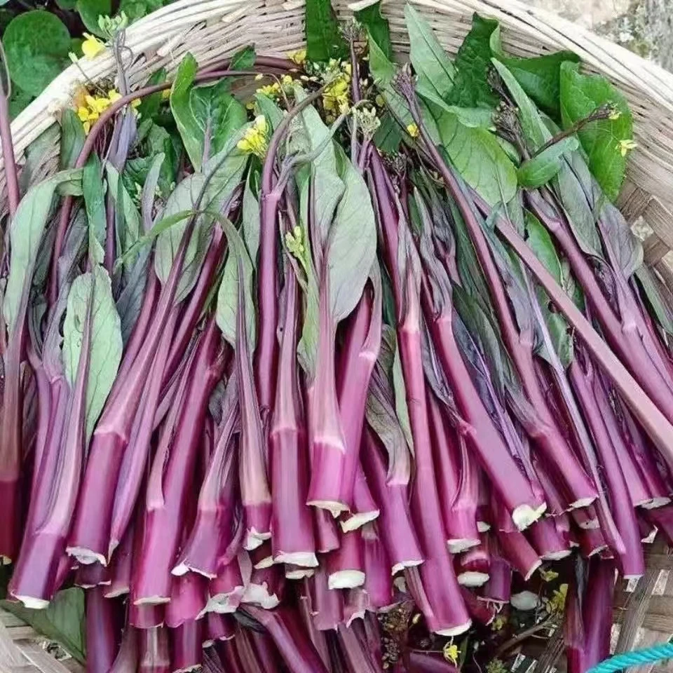 湖北新鲜现采红菜苔 3斤包邮