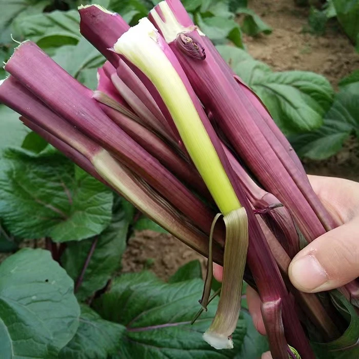 湖北红菜苔3斤 早上摘下午发 泡沫箱加冰锁鲜 冷链到家 鲜脆嫩