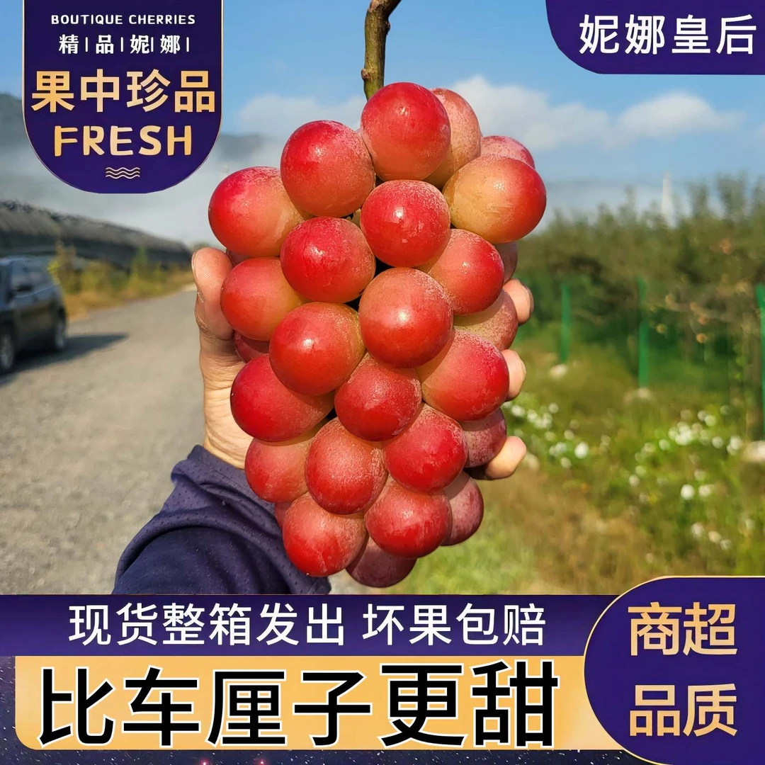 妮娜皇后葡萄【大果】妮娜女皇无籽红宝石当季新鲜水果