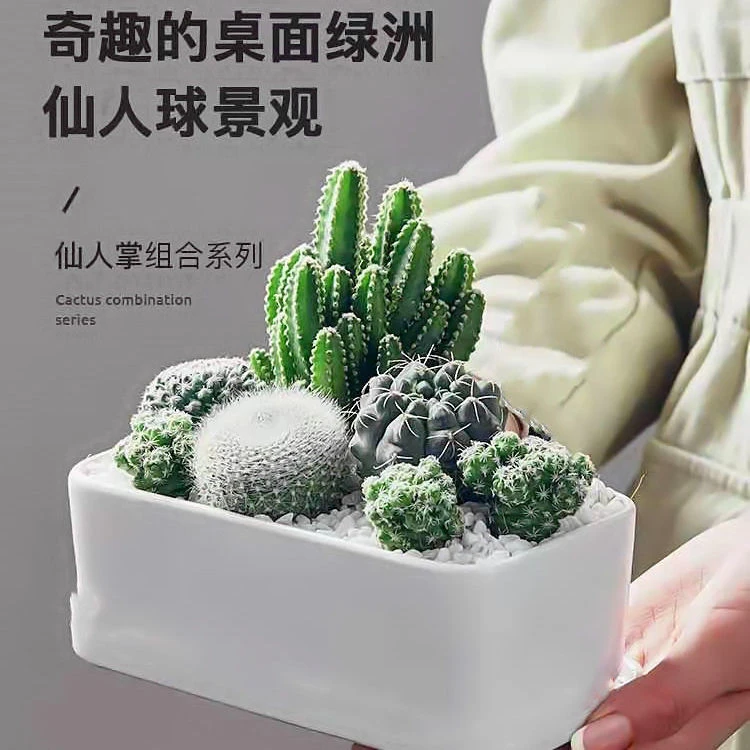 多肉仙人球防辐射物多肉植物盆栽植室内芦荟花苗花卉盆栽水培绿植