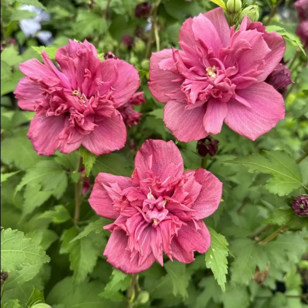 嫁接食用木槿花庭院室内外花苗带花苞独杆嫁接苗美观夏季栽培