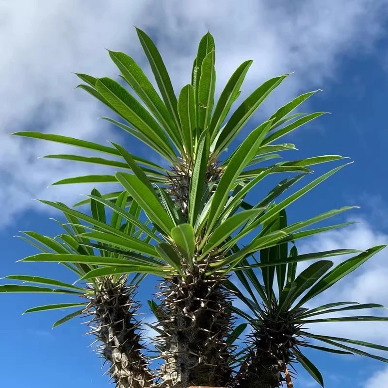 非洲霸王树超大绿植好养绿植北欧风ins风居家风绿色植物仙人球类