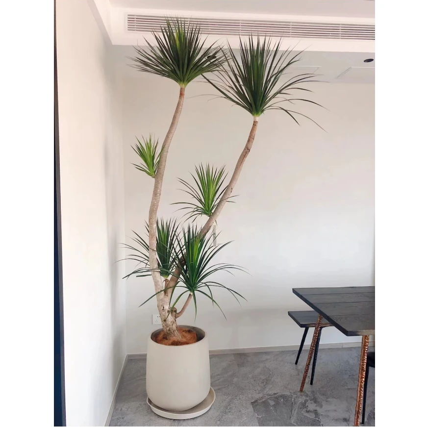 黑珍珠龙血树好养活耐旱百搭植物前台客厅霸气挺拔坚强室内绿植