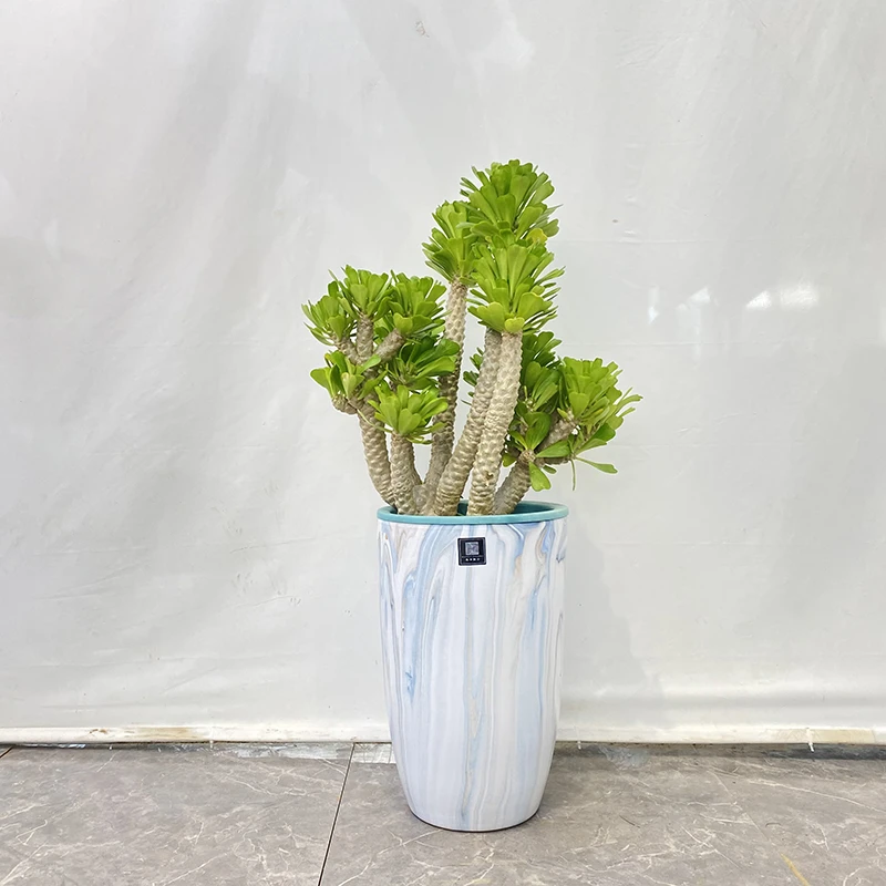 网红绿植麒麟扇贝好养ins风居家风北欧风超好养绿植绿色植物