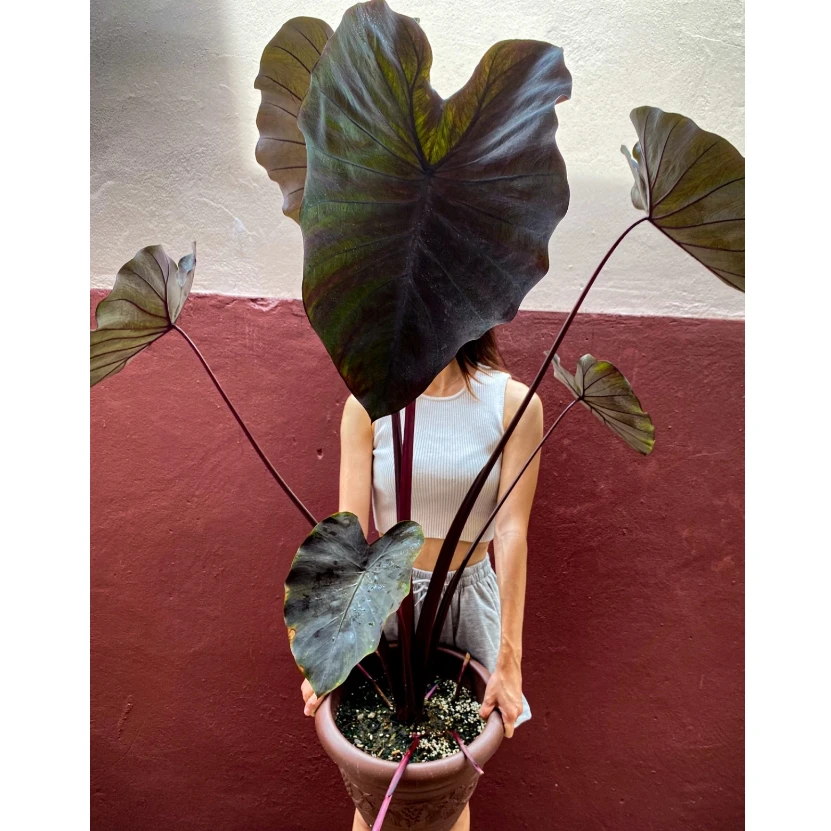 黑魔法海芋植物暗黑系绿植室内外客厅大叶片盆栽小众好养活ins风