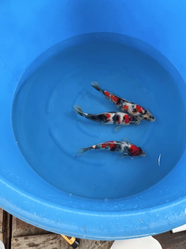 大日昭和锦鲤活体