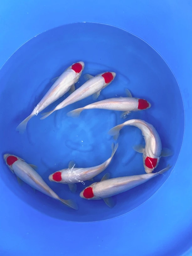 33公分左右精品纯白丹顶锦鲤观赏鱼