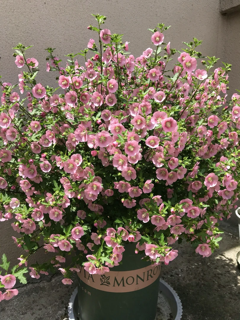 微草莓小木槿棒棒糖70-80cm高度48.8包邮容易爆花