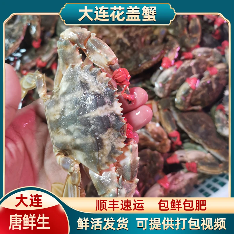 大连花盖蟹2斤起拍单只1.5两以上【保鲜不保活】