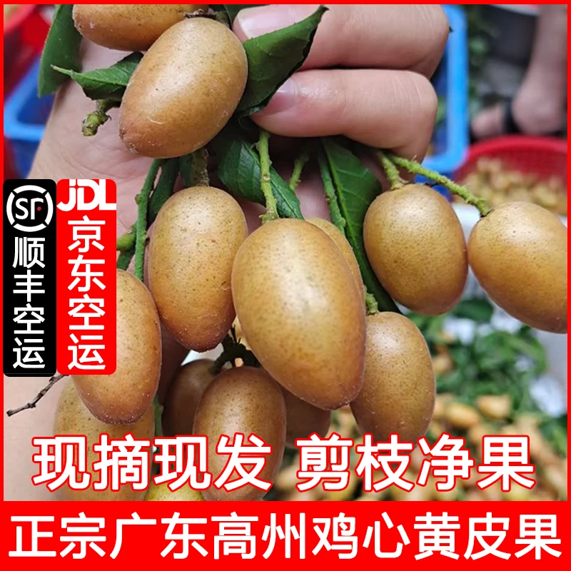黄皮果新鲜水果现摘现发农家鸡心黄皮顺丰/京东空运非无核广西