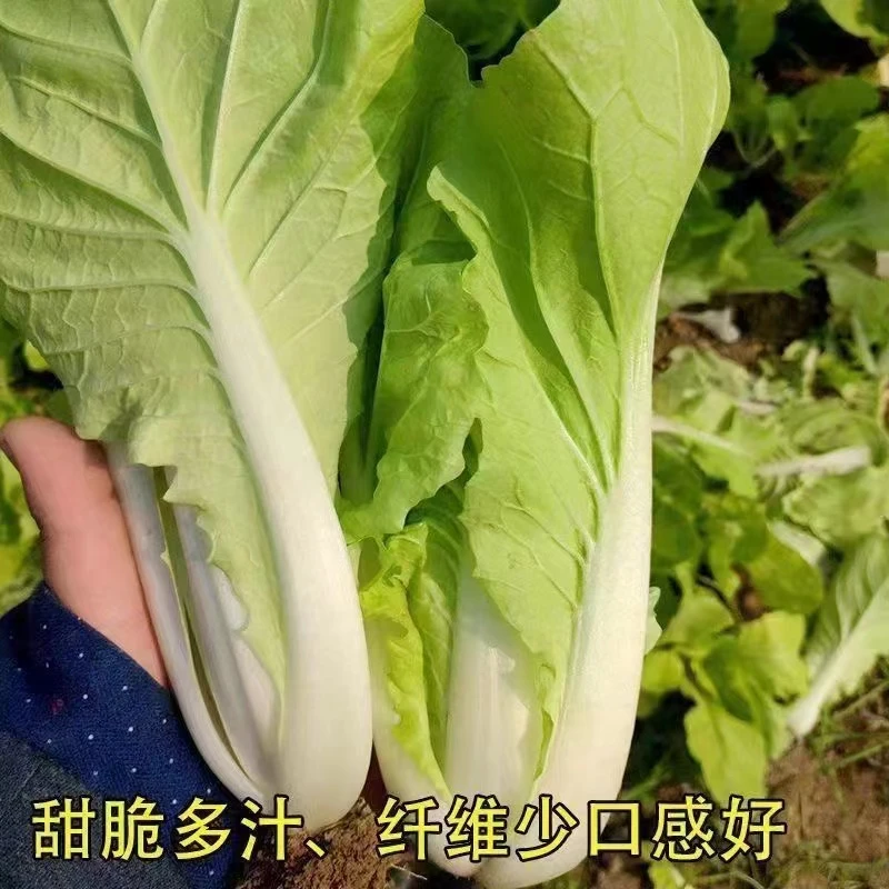 早熟五号白脆嫩可口50天白菜春秋多季小白菜新鲜采摘时令蔬菜