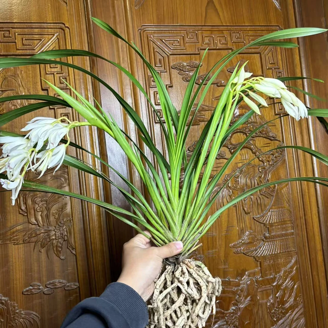 云南虎头兰兰草兰花（自选链接）奇花异草素花好看东方造景搞活