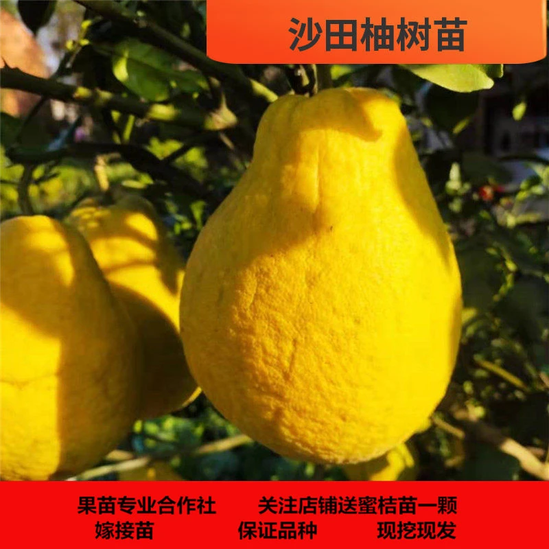 正宗沙田蜜柚苗 南方果树苗正宗沙田蜜柚苗纯甜无酸味柚子树苗
