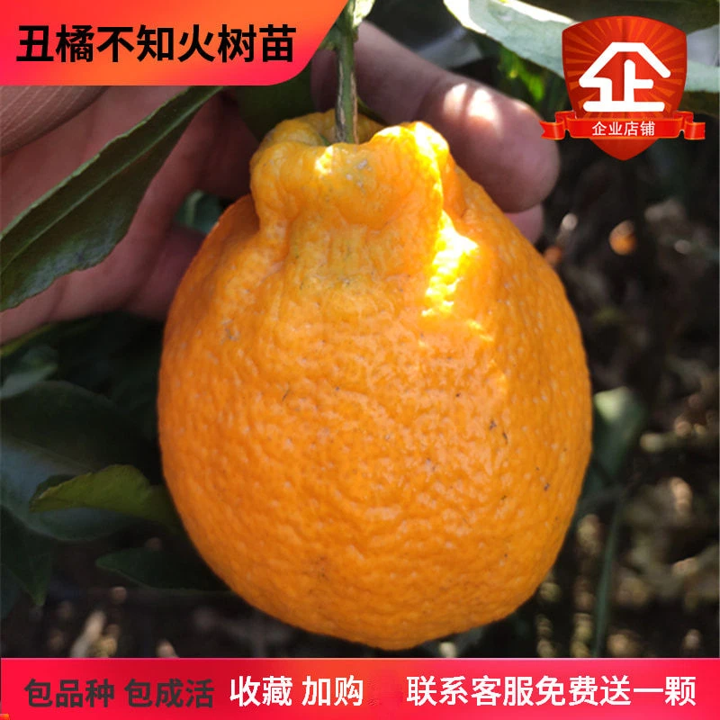 丑橘树苗湖南果树苗嫁接不知火丑柑苗丑八怪树苗丑橘高糖化渣种植