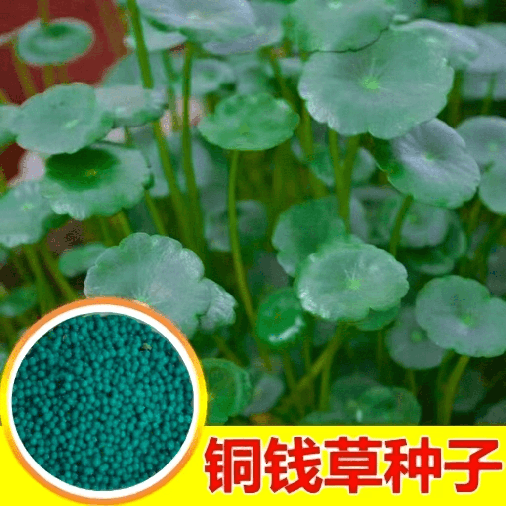 铜钱草种子大叶水养土培种籽水培植物花卉盆栽室内室外花卉种子