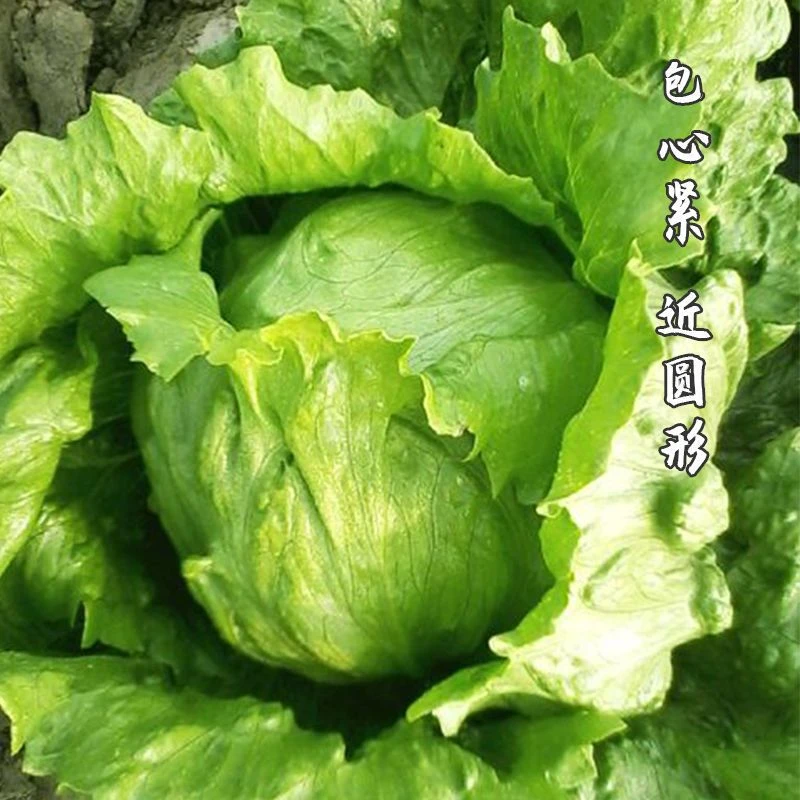 结球生菜种子春夏秋冬四季播生菜种子球形菜阳台盆栽蔬菜优质种子