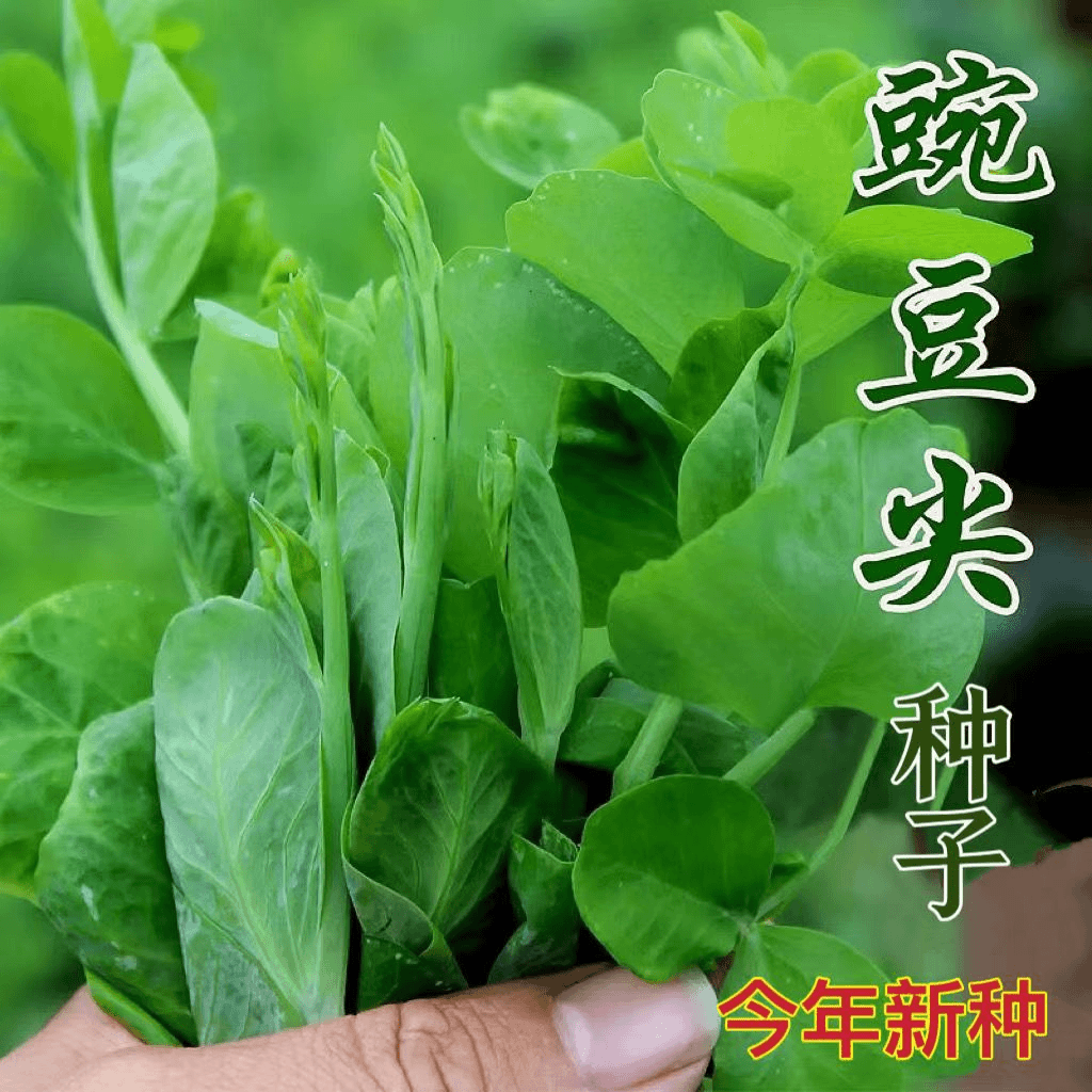 豌豆尖种子豌豆苗种子四季蔬菜种孑甜豌豆种籽无须阳台盆栽菜种子