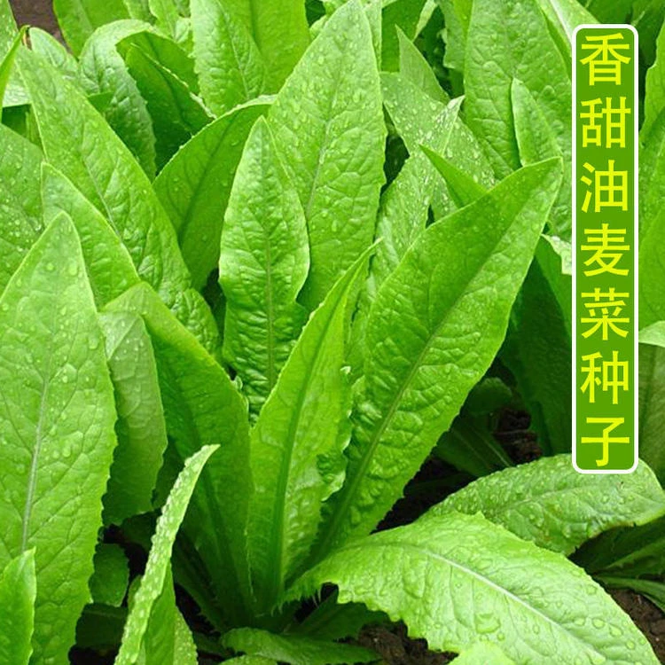 甜脆油麦菜种子清香无斑油麦菜种子四季播种盆栽庭院有机蔬菜种子