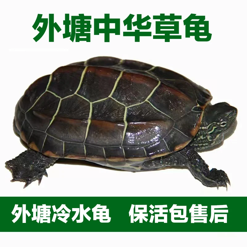 直播链接人工养殖中华草龟观赏龟外塘冷水刀刻金线草龟
