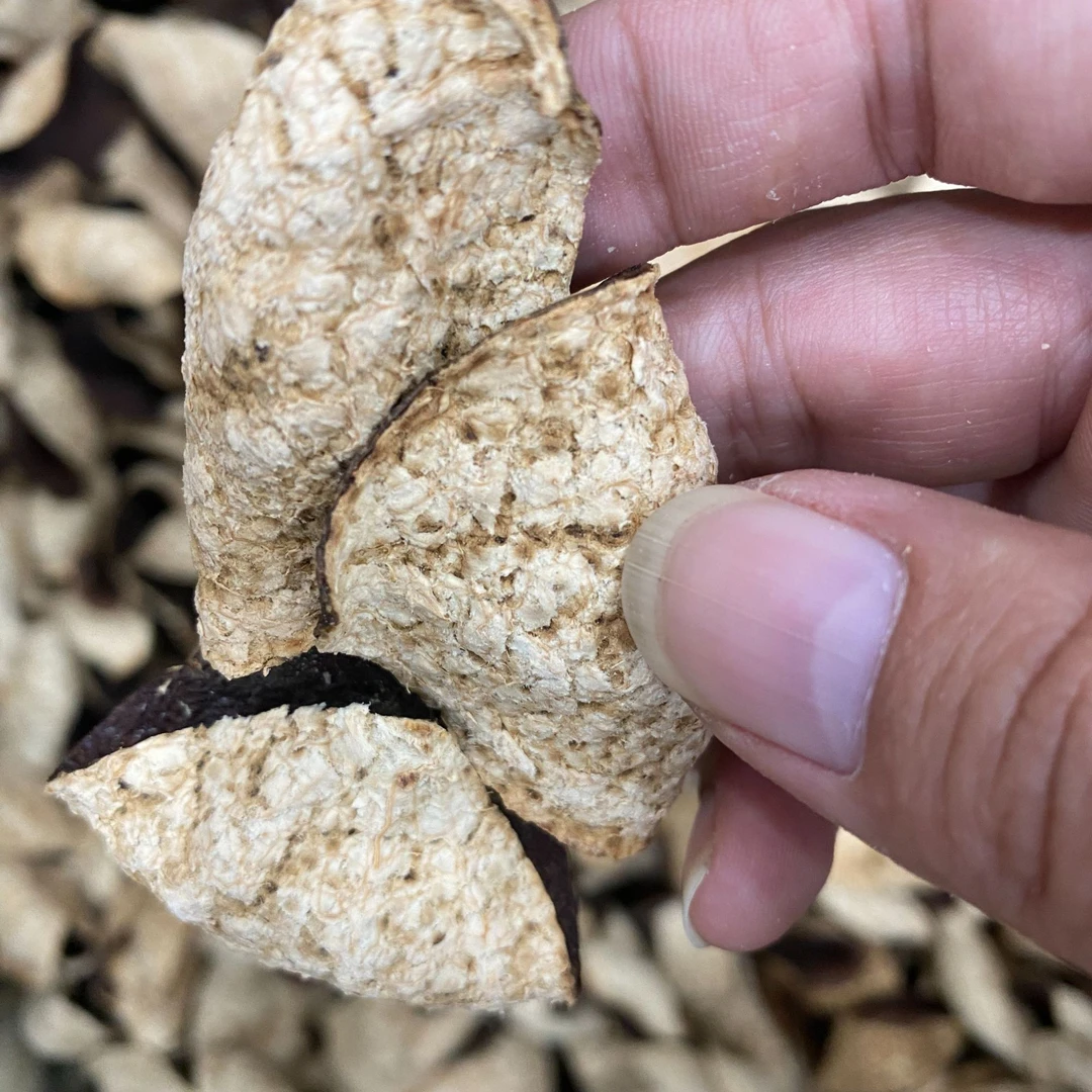 【梅子香铁罐存放】2017梅江圈枝大红皮 香 糯香 甜 正宗新会陈皮