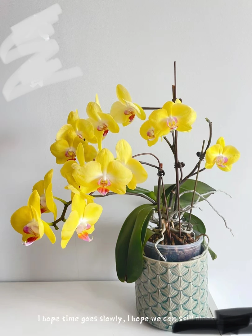 富乐夕阳蝴蝶兰3.5寸加高加大杯（双花剑）黄色大花